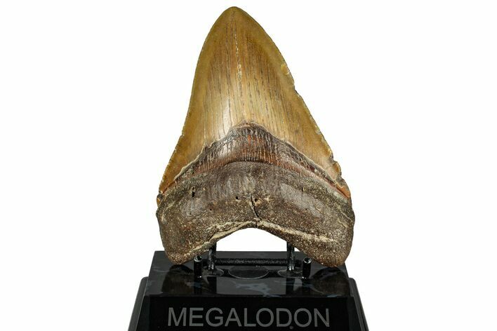 Serrated, Fossil Megalodon Tooth - North Carolina #328317
